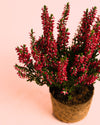 Calluna Brezo Roja Mini - Pur Plant