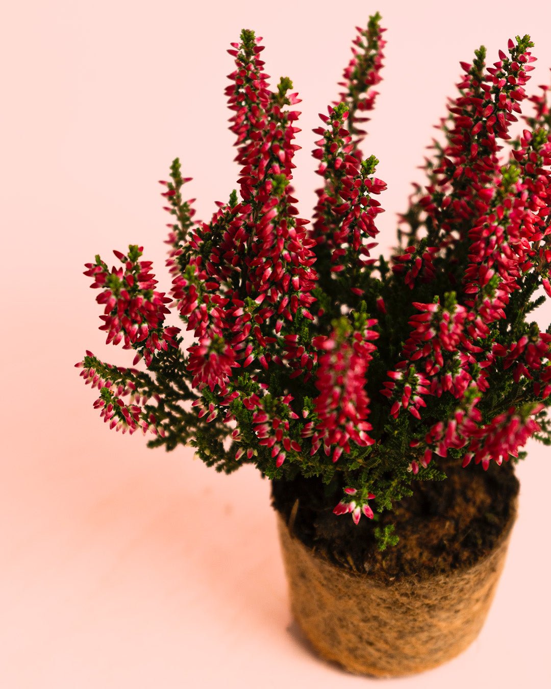 Calluna Brezo Roja Mini - Pur Plant