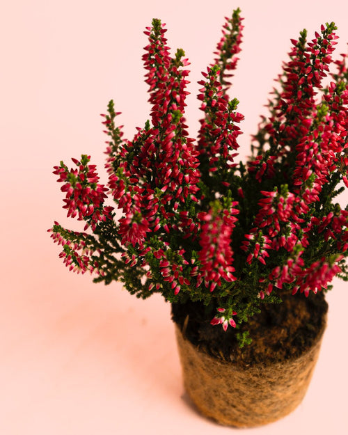 Calluna Brezo Roja Mini - Pur Plant