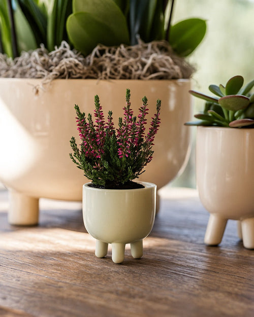 Calluna Brezo Roja Mini - Pur Plant
