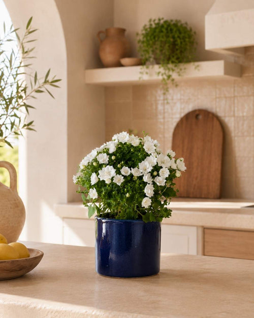 Campanula Dublin Blanca M - Pur Plant
