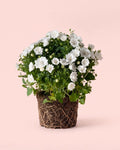 Campanula Dublin Blanca M