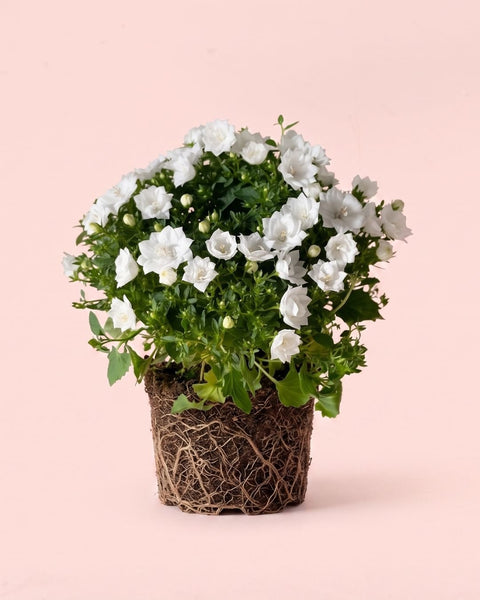 Campanula Dublin Blanca M