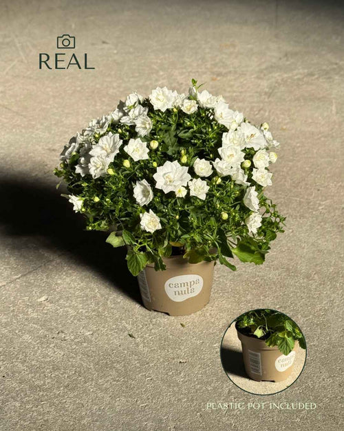 Campanula Dublin Blanca M - Pur Plant