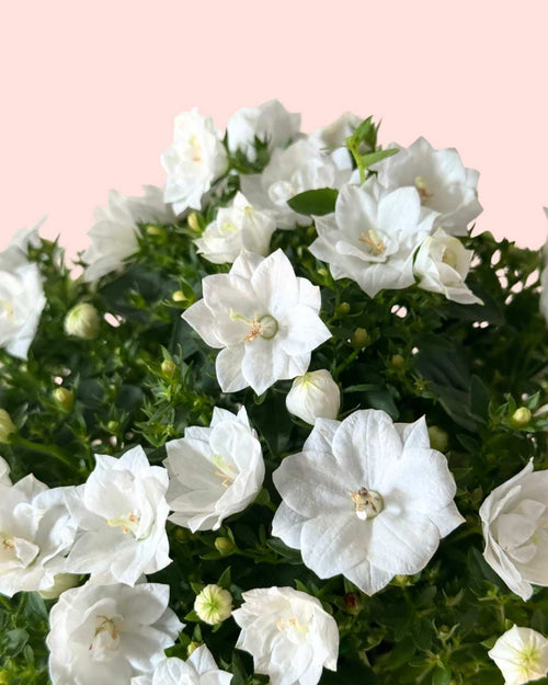 Campanula Dublin Blanca M - Pur Plant