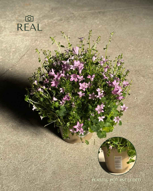 Campanula Porto Pink M - Pur Plant