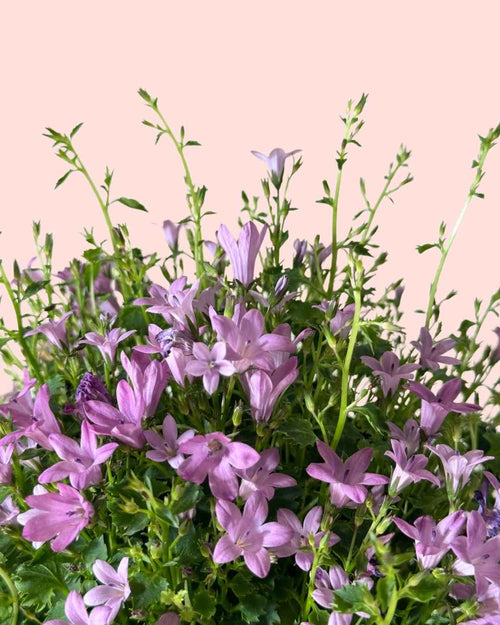 Campanula Porto Pink M - Pur Plant