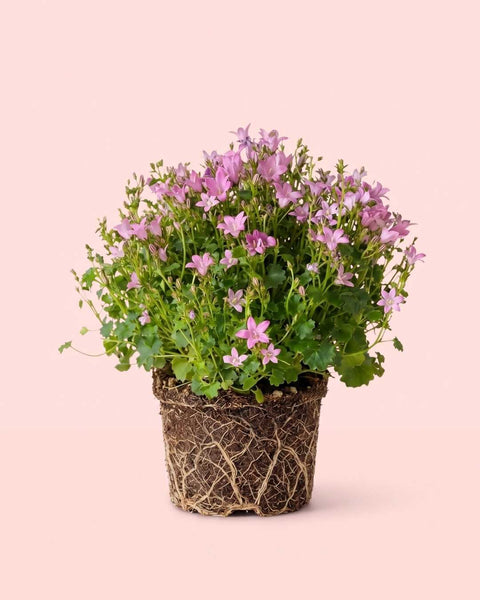 Campanula Porto Pink M