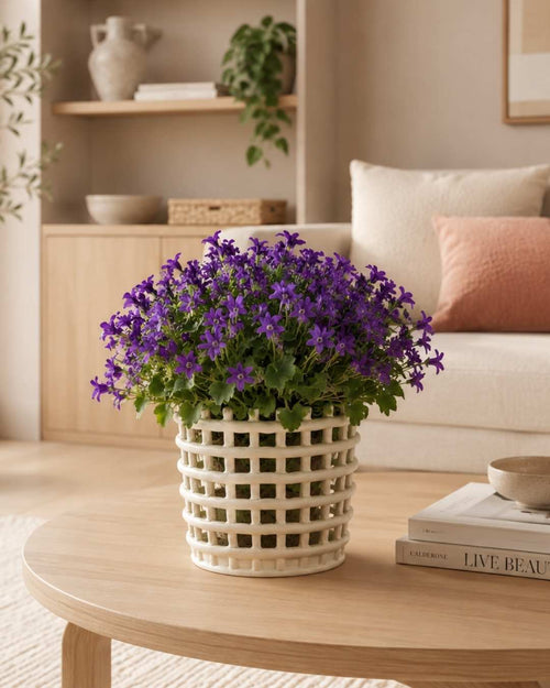 Campanula Porto Violeta M - Pur Plant