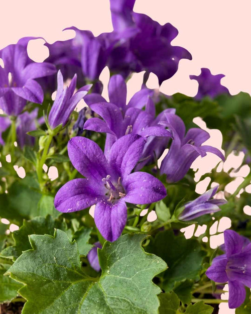 Campanula Porto Violeta M - Pur Plant