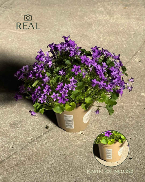 Campanula Porto Violeta M - Pur Plant