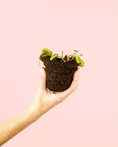 Carnívora Dionaea Mini - Pur Plant