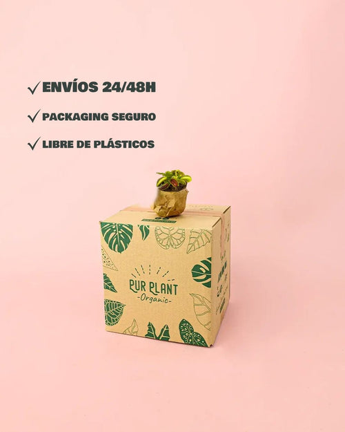 Carnívora Dionaea Mini - Pur Plant