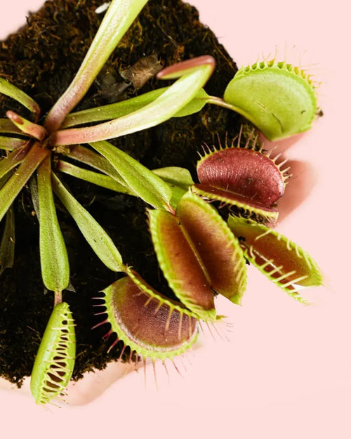 Carnívora Dionaea Mini - Pur Plant