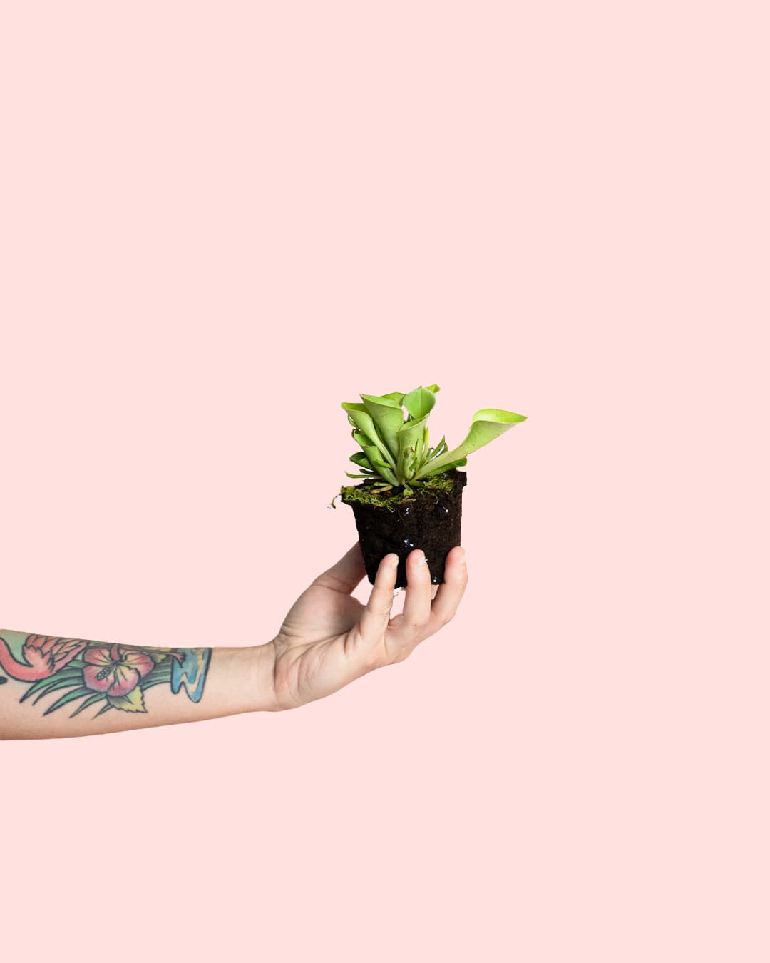 Carnívora Heliamphora Mini - Pur Plant