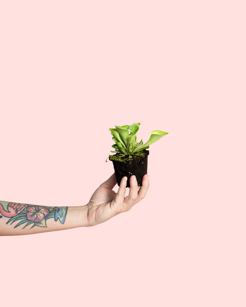 Carnívora Heliamphora Mini - Pur Plant