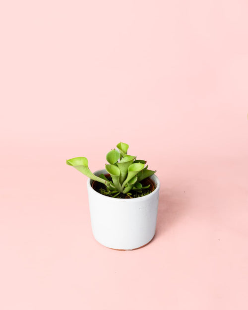 Carnívora Heliamphora Mini - Pur Plant