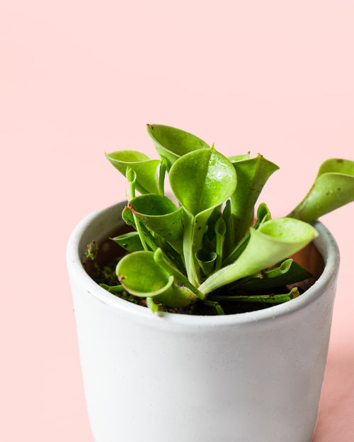 Carnívora Heliamphora Mini - Pur Plant