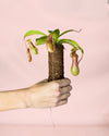 Carnívora Nepenthes Mini - Pur Plant