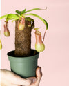 Carnívora Nepenthes Mini - Pur Plant
