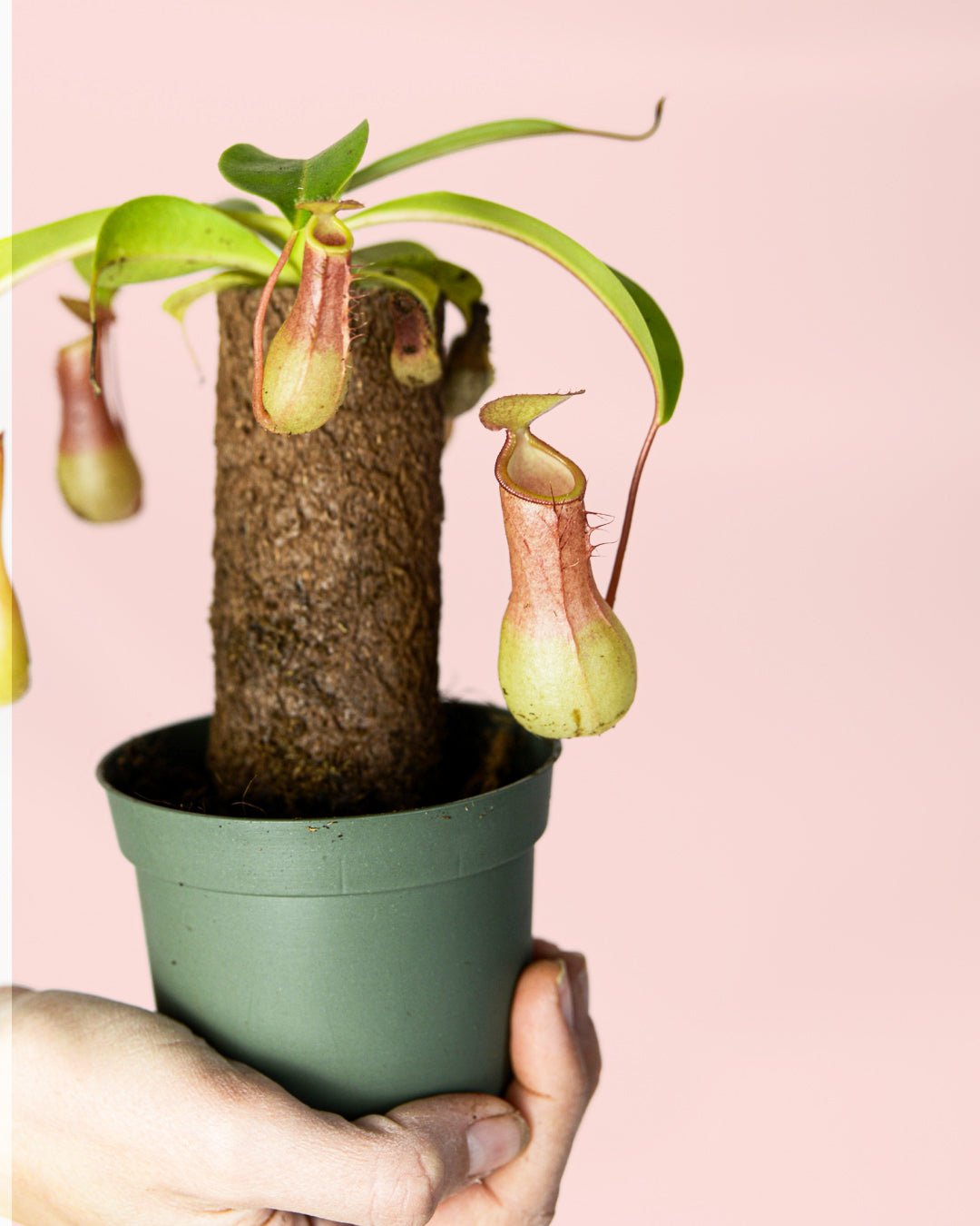 Carnívora Nepenthes Mini - Pur Plant
