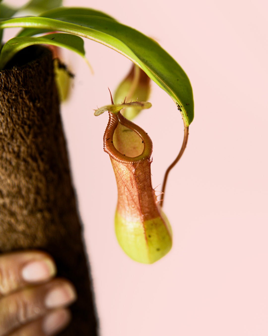 Carnívora Nepenthes Mini - Pur Plant