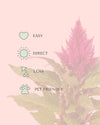 celosia-detail-care