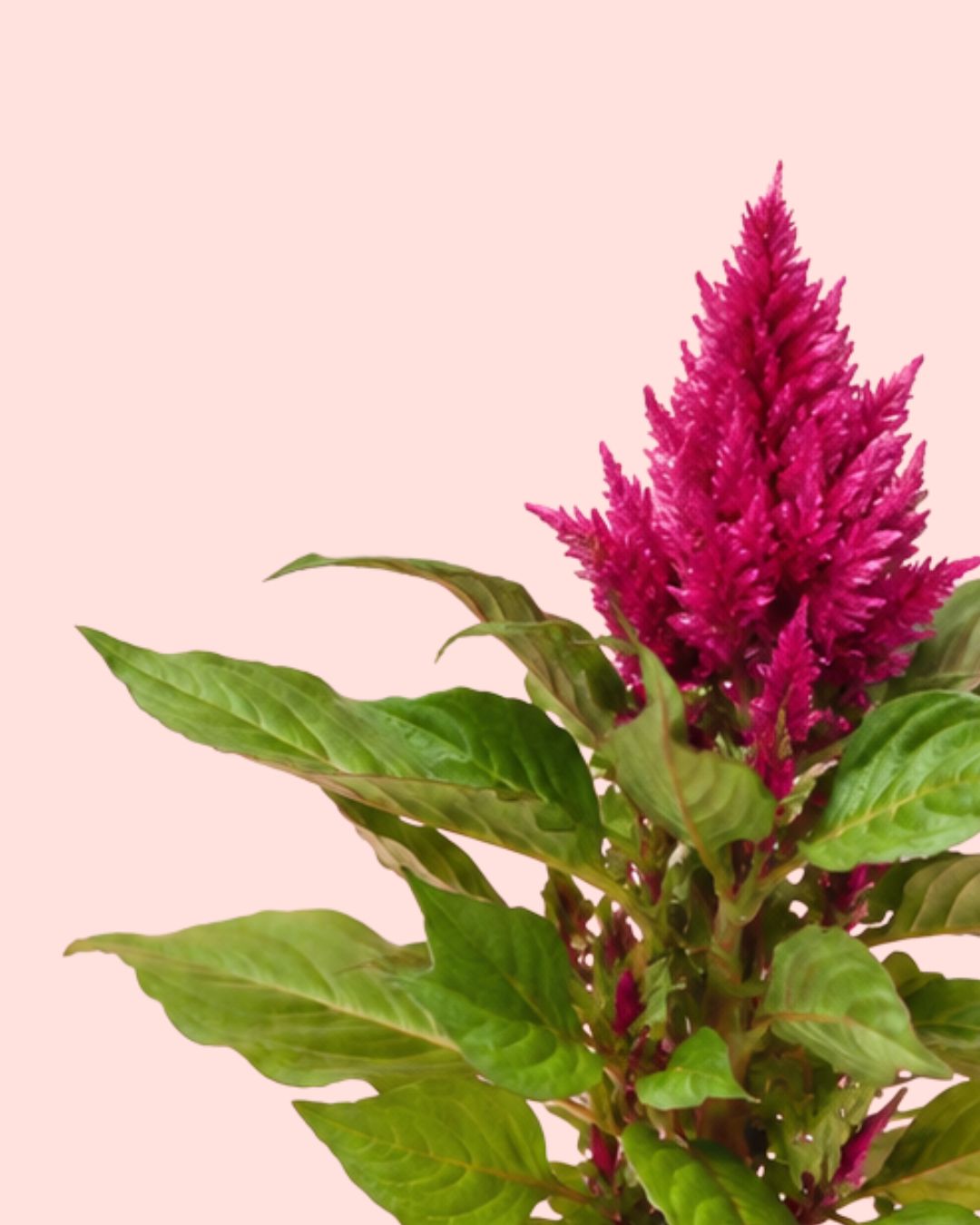 celosia-detail-lil