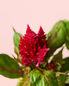 Celosia Mix M - Pur Plant