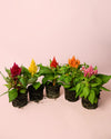 Celosia Mix M - Pur Plant