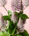 Celosia Mix M - Pur Plant