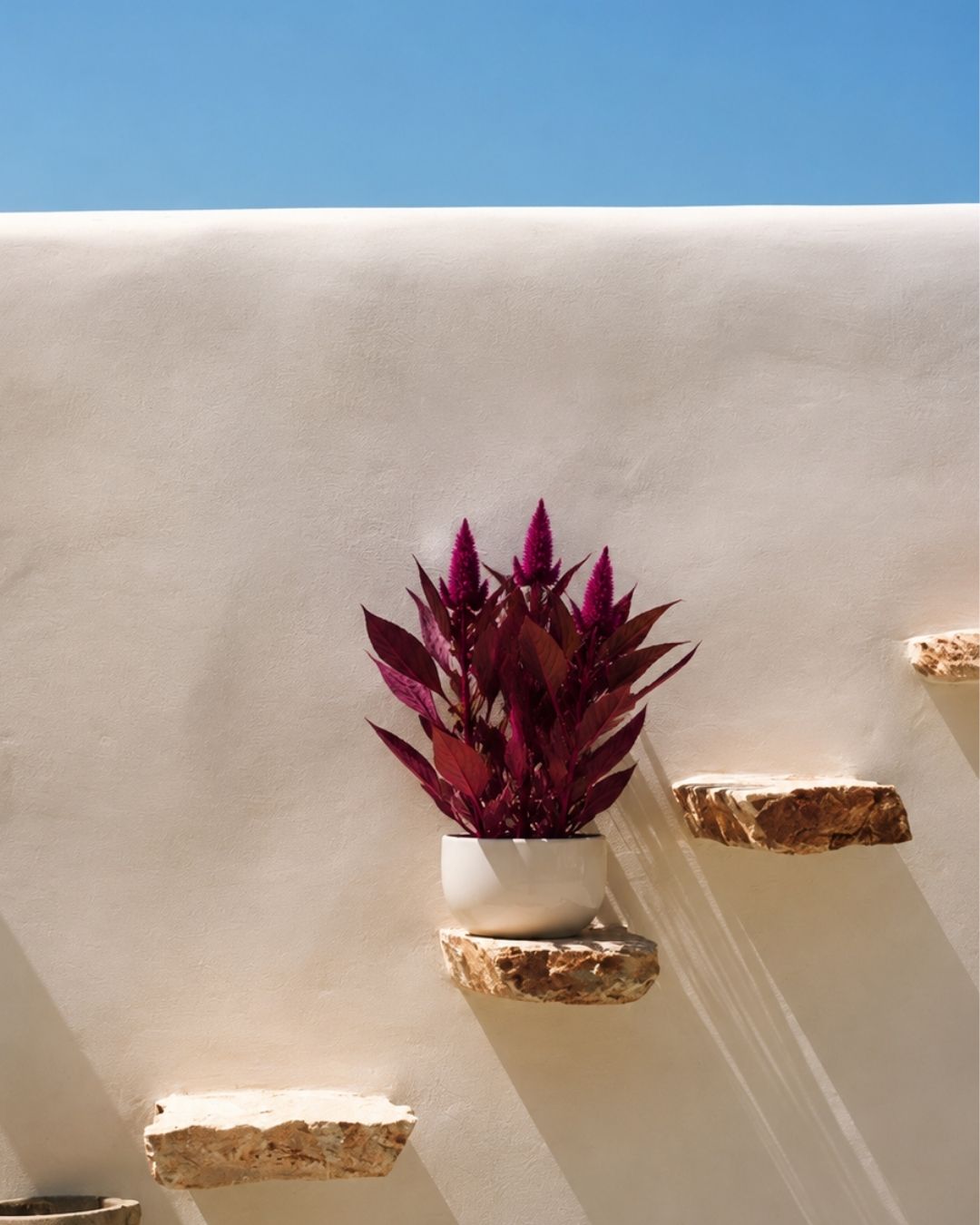celosia morada context