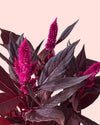celosia morada detail