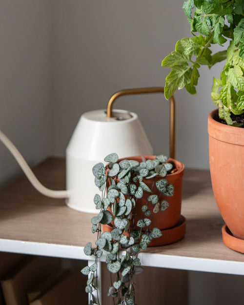 Pack 4x Mini Plantas Colgantes