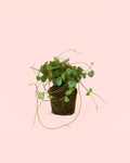 Ceropegia Woodii M