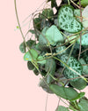 Ceropegia Woodii M - Pur Plant