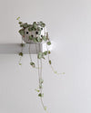 Ceropegia Woodii Mini - Pur Plant