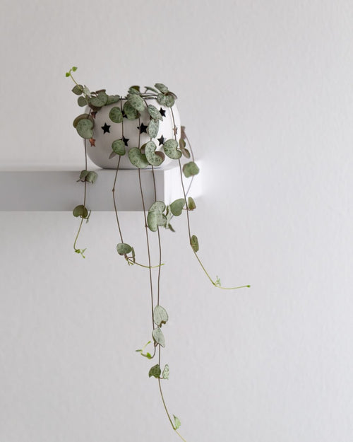 Ceropegia Woodii Mini - Pur Plant