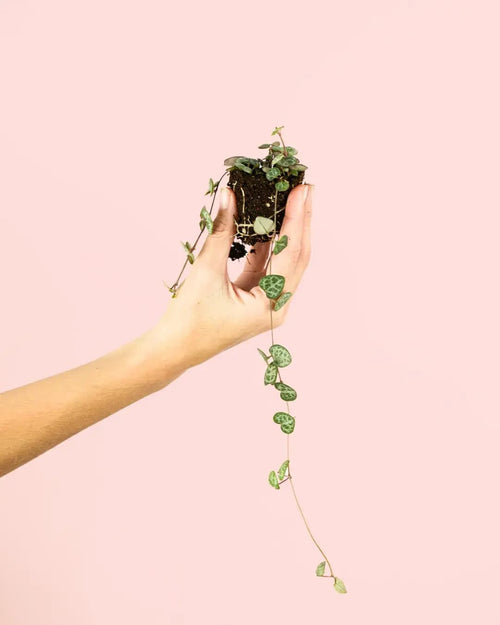 Ceropegia Woodii Mini - Pur Plant