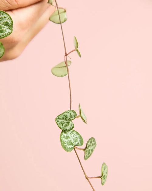 Ceropegia Woodii Mini - Pur Plant