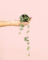 Ceropegia Woodii Mini - Pur Plant