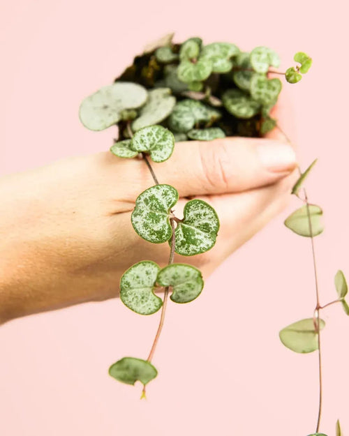 Ceropegia Woodii Mini - Pur Plant