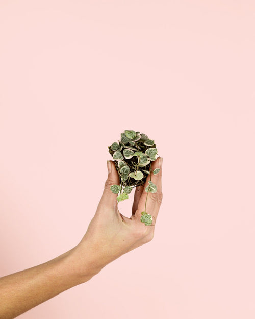 Ceropegia Woodii Variegada Mini - Pur Plant