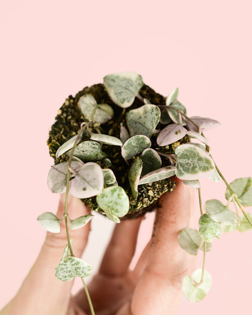 Ceropegia Woodii Variegada Mini - Pur Plant