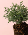 Chamaecyparis Baby Blue M - Pur Plant