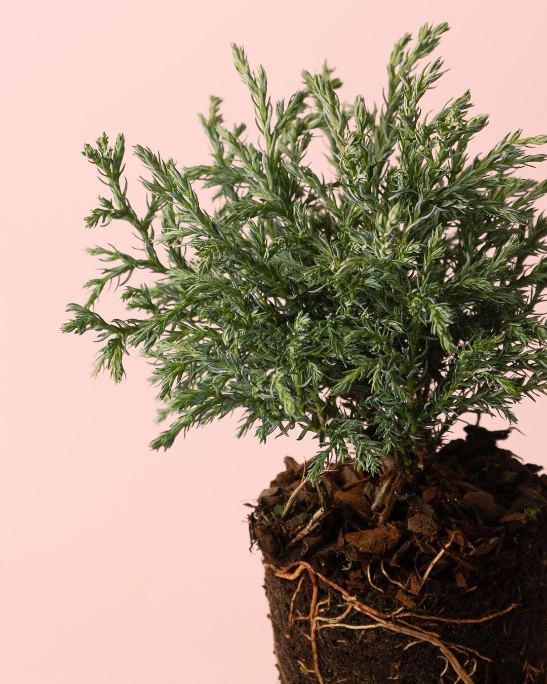 Chamaecyparis Baby Blue M - Pur Plant