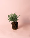 Chamaecyparis Baby Blue M - Pur Plant
