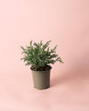 Chamaecyparis Baby Blue M - Pur Plant