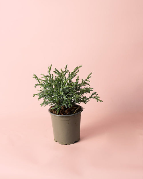 Chamaecyparis Baby Blue M - Pur Plant