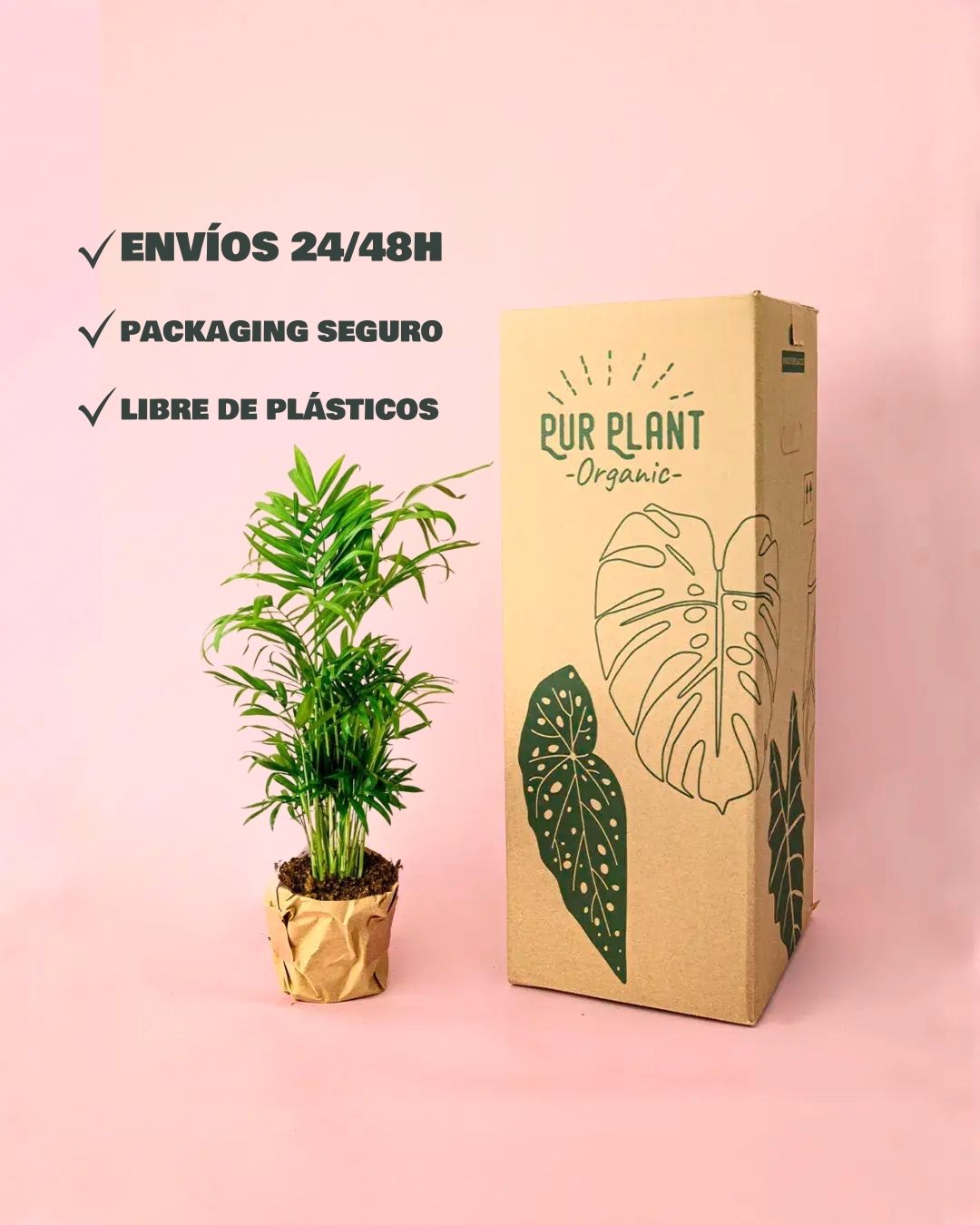chamaedorea elegans packaging